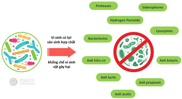 bacillus-san-sinh-cac-hop-chat-khang-khuan-va-diet-khuan
